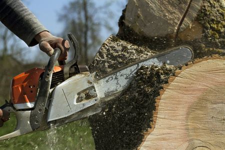 tree removal