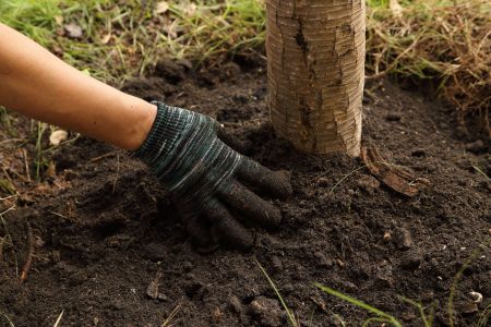 shrub and tree transplanting